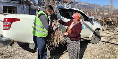 Büyükşehir Belediyesi ilçelerde fidan dağıtıyor