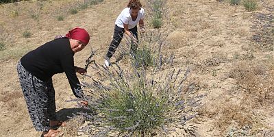 Büyükşehir çorak toprakları lavanta ile buluşturdu