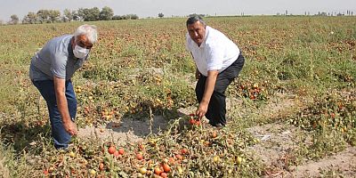 Gürer: “70 kuruşa mal edilen domates tarlada 40 kuruş”