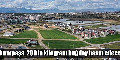 Muratpaşa, 20 bin kilogram buğday hasat edecek