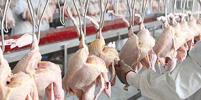 Tavuk eti üretimi ve yumurtası üretimi arttı