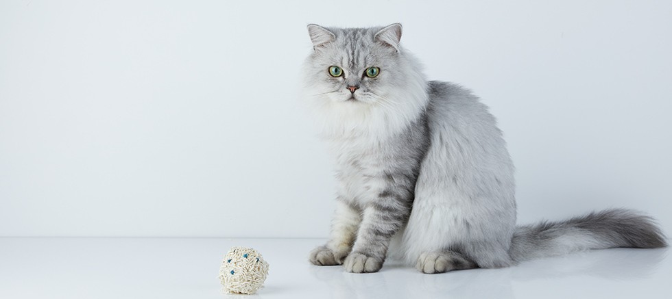 Akıllı kedi kumuyla evde 3 saniyede sağlık taraması mümkün