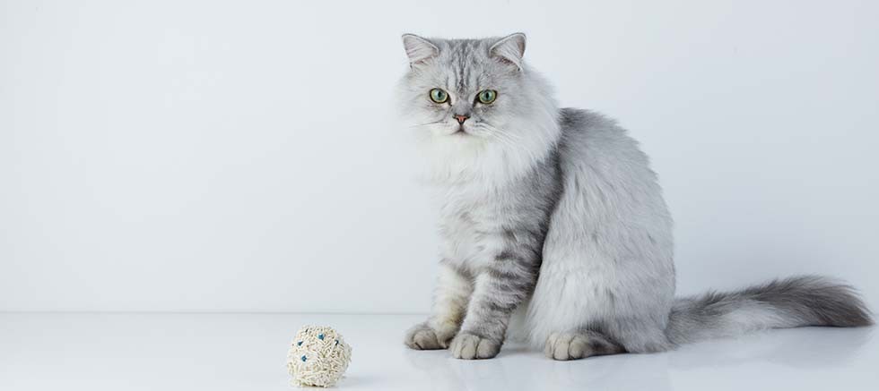 Akıllı kedi kumuyla evde 3 saniyede sağlık taraması mümkün