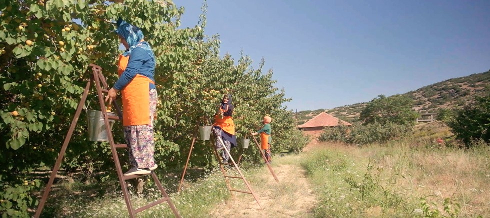 Antalyalı kadın üreticilerin meyveleri Migros raflarında