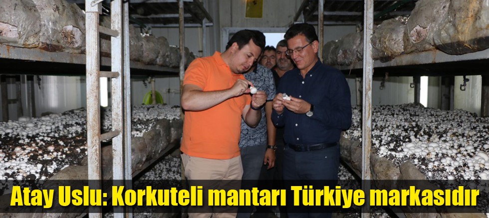 Atay Uslu: Korkuteli mantarı Türkiye markasıdır