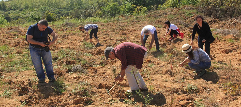 Bir yılda 116 bin fidan dikildi
