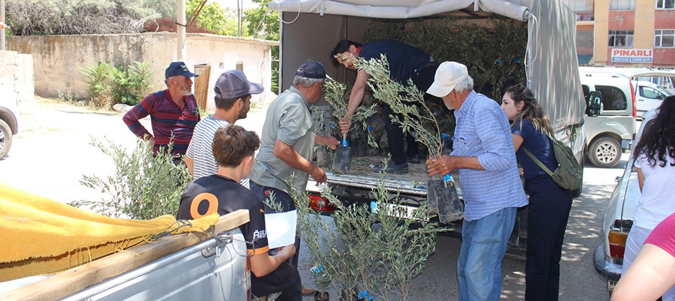 Büyükşehir’den 19 ilçeye 40 bin zeytin fidanı desteği