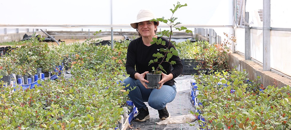 Büyükşehir’den Alanya’nın coğrafi işaretli keçiboynuzuna destek 