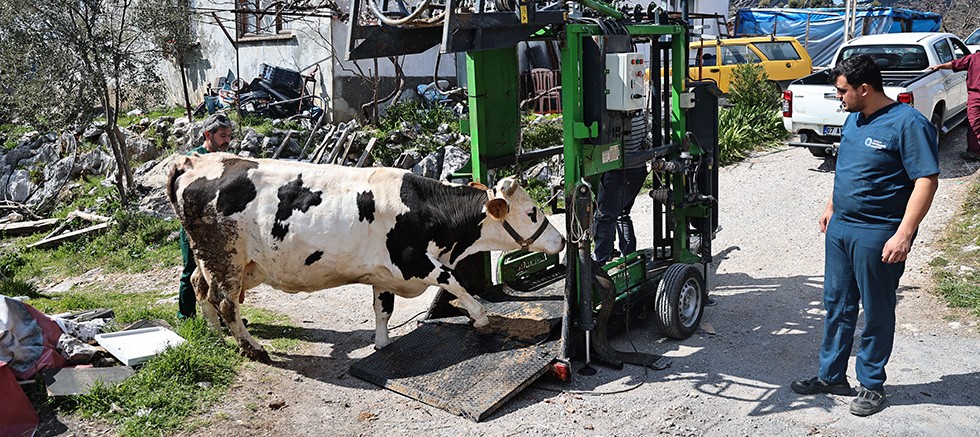 Büyükşehir’den Gündoğmuşlu üreticilere tırnak bakım desteği