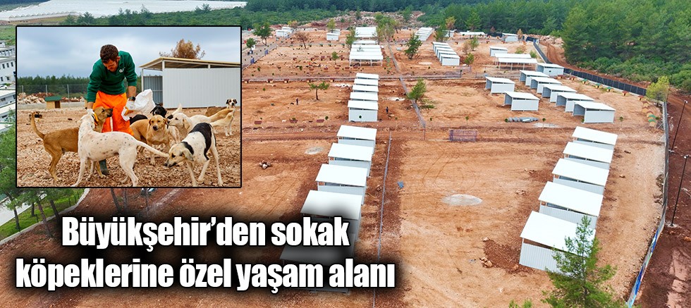 Büyükşehir’den sokak köpeklerine özel yaşam alanı 