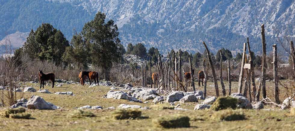 Büyükşehir yılkı atları için doğaya saman bıraktı