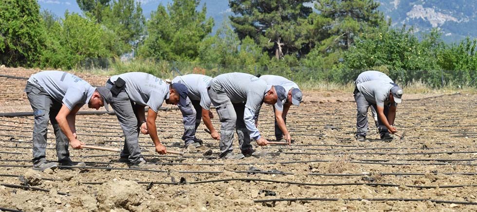 Çandır Fasulyesi toprağa merhaba dedi