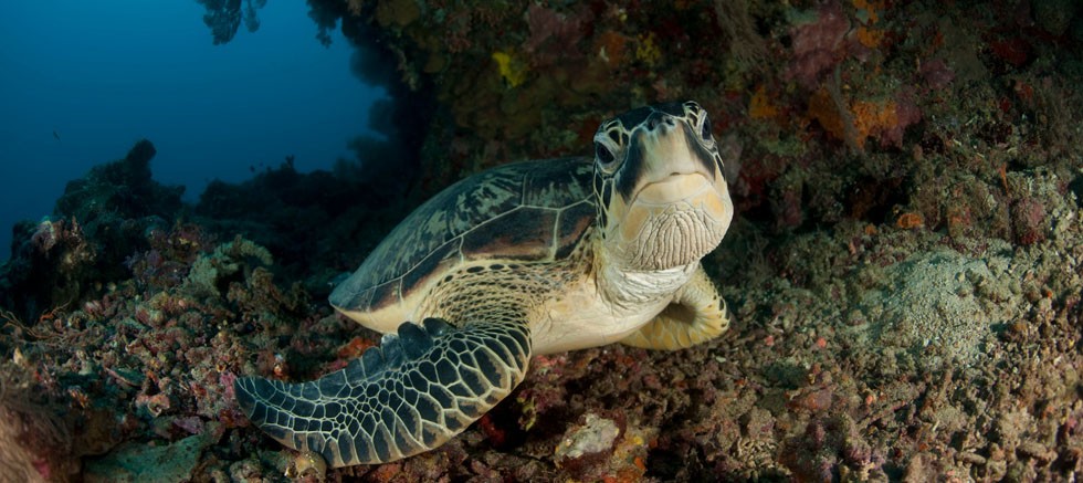 Deniz Kaplumbağalarını Birlikte Koruyalım