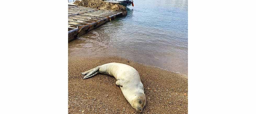 Deniz Polisi, Yunanistan’dan Kaçan Akdeniz Fokunu Yeniden Mavi Sularla Buluşturdu 