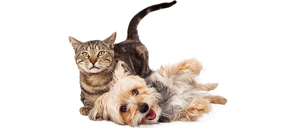 Dişi Kedilerinizi Kısırlaştırın, Meme Kanseri ve Rahim İltihabının Önüne Geçin!