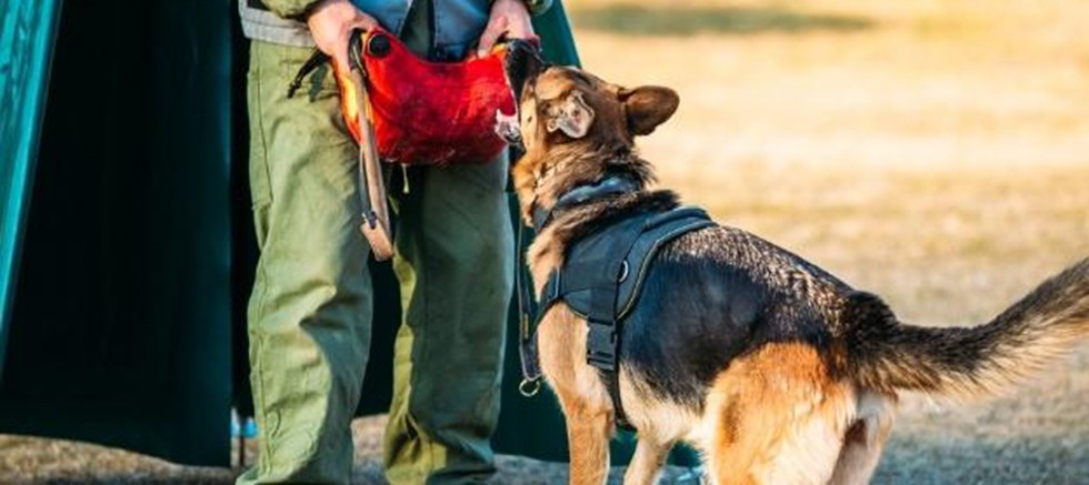 Eğitimli Köpekler Patlayıcı Madde Tehditlerine Karşı Hazır!