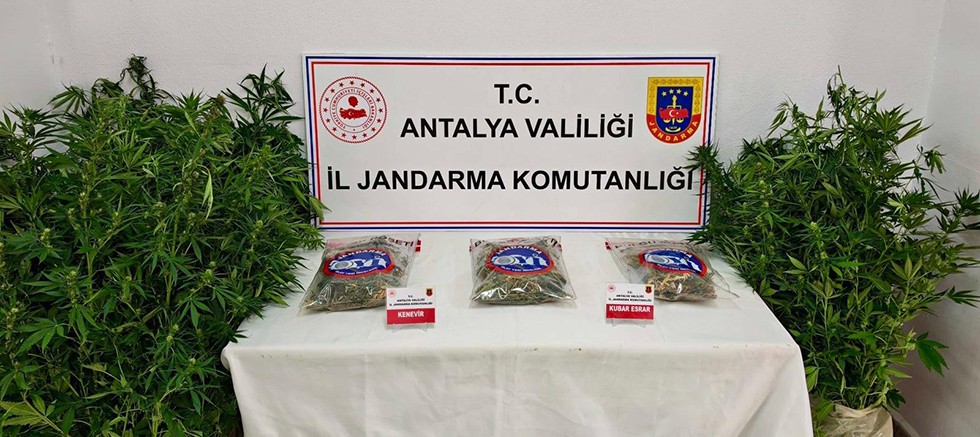 Gazipaşa İlçesinde Uyuşturucu Madde ve Yasadışı Kenevir Ekimi Operasyonu