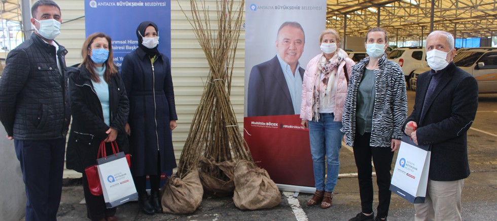 Gazipaşalı kadın girişimcilere dut fidanı desteği