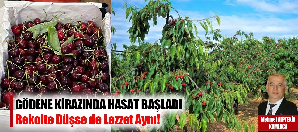 Gödene kirazında hasat başladı