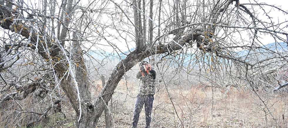 Gölcük Tabiat Parkı’nda elma bahçeleri yeniden canlanıyor