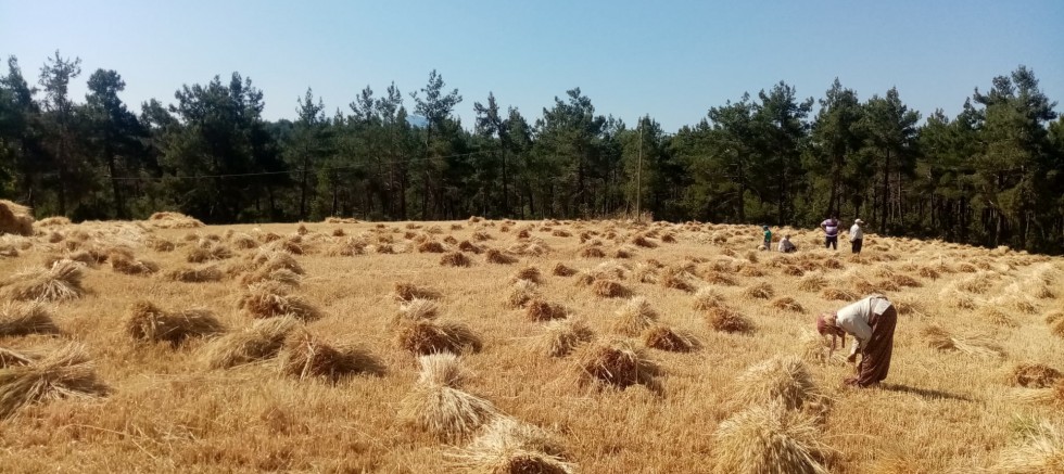 Gündoğmuş’ta Büyükşehir’in dağıttığı buğdaylar hasat edildi