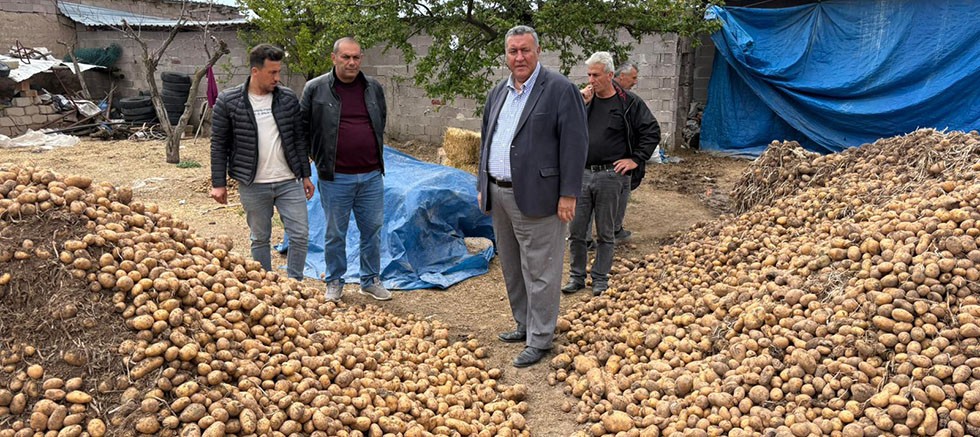 Gürer: “Binlerce ton patates hayvan yemi oldu”