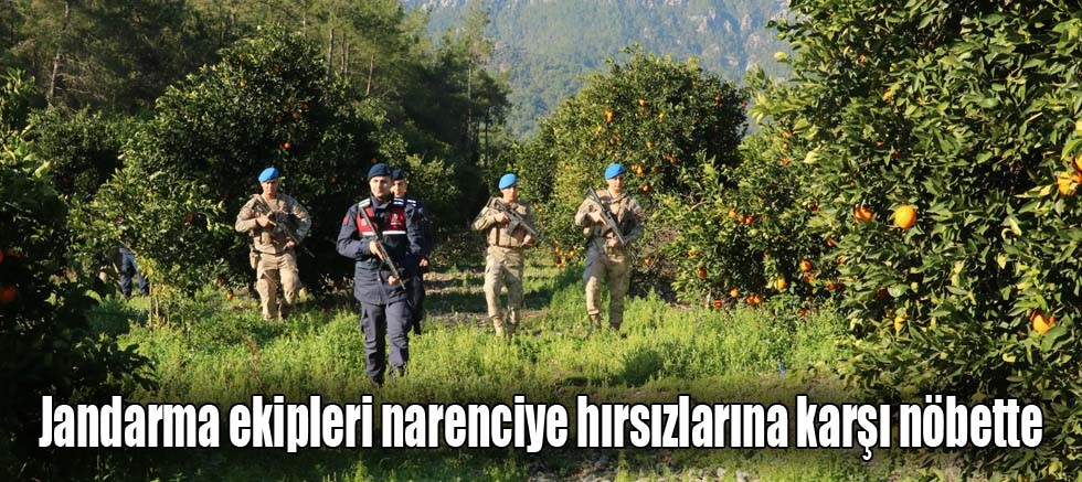 Jandarma ekipleri narenciye hırsızlarına karşı nöbette