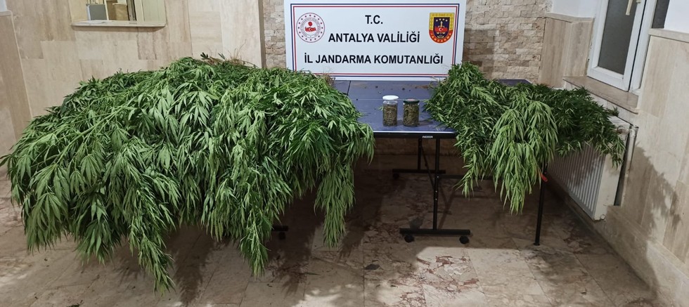 Jandarmadan yasa dışı kenevir ekimine geçit yok