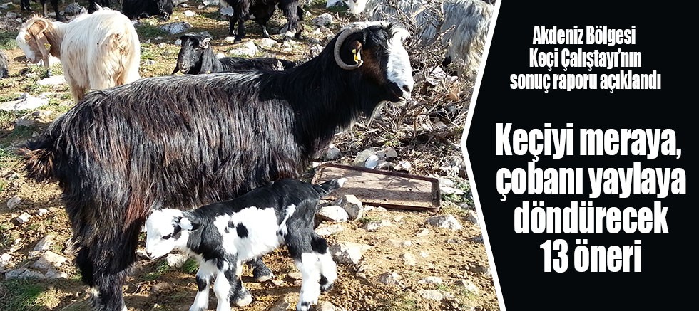 Keçiyi meraya, çobanı yaylaya döndürecek 13 öneri