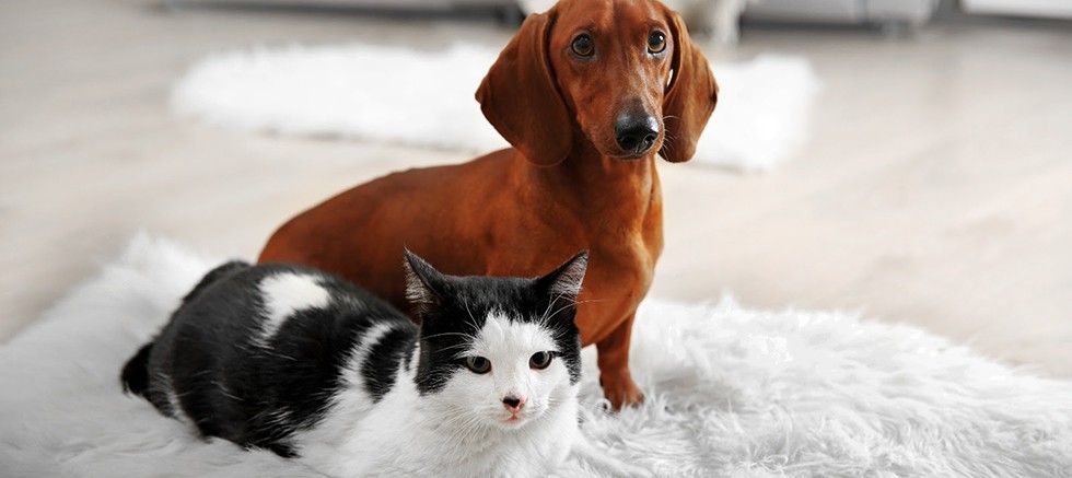 Kedi ve Köpeğinizin Sağlığını Korumak İçin Altın Öneriler