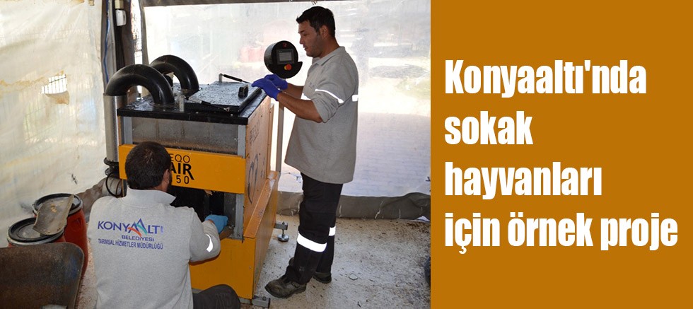 Konyaaltı'nda sokak hayvanları için örnek proje