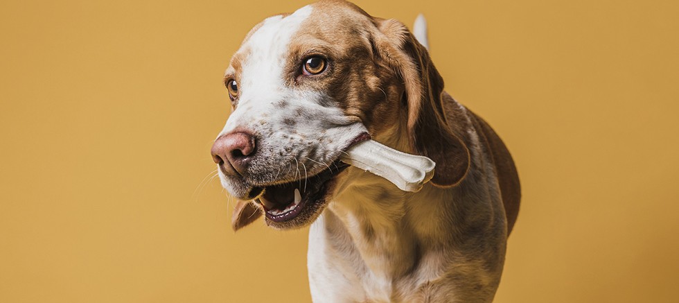 “Köpeklere Kemik Yedirmeyin!”