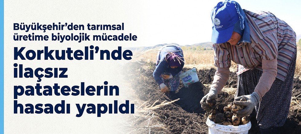 Korkuteli’nde ilaçsız patateslerin hasadı yapıldı