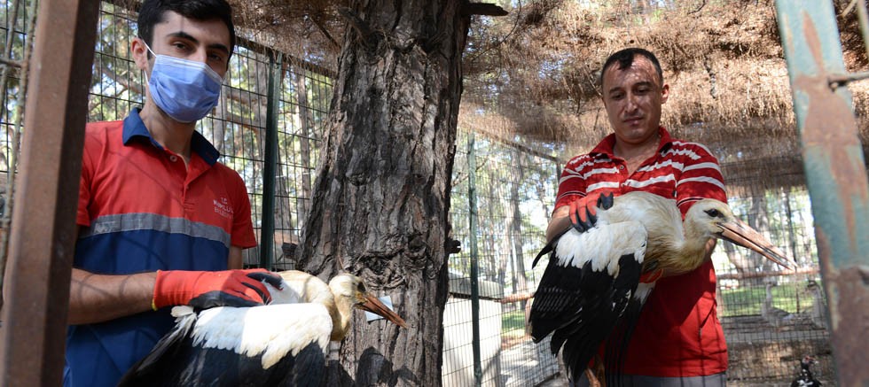 Kumluca Belediyesi sahip çıktığı leylekleri doğaya bıraktı
