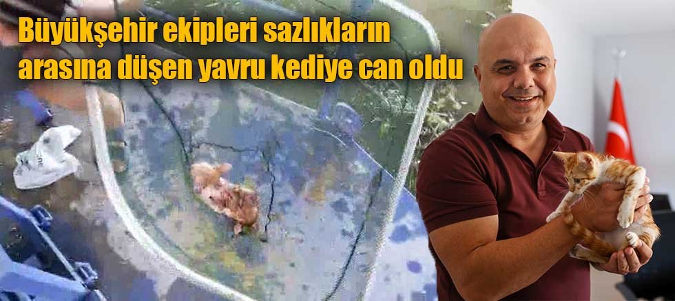 Büyükşehir ekipleri sazlıkların arasına düşen yavru kediye can oldu  