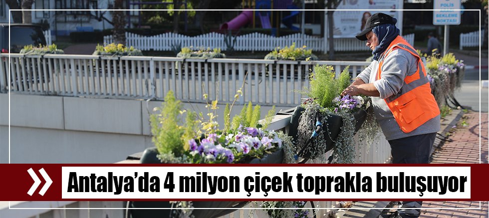 Büyükşehir kentin dört bir yanına kışlık çiçek dikiyor