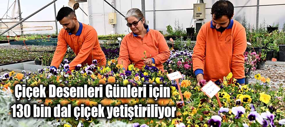 Çiçek Desenleri Günleri için 130 bin dal çiçek yetiştiriliyor