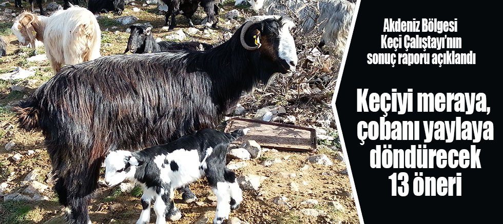 Keçiyi meraya, çobanı yaylaya döndürecek 13 öneri