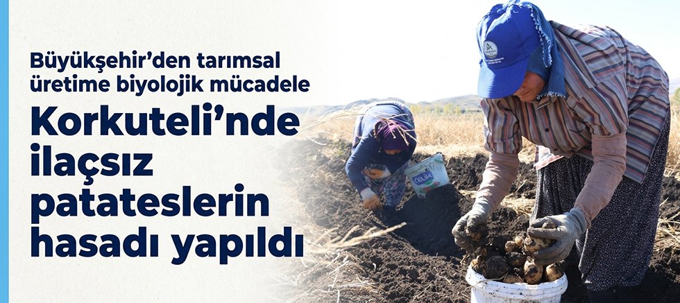 Korkuteli’nde ilaçsız patateslerin hasadı yapıldı