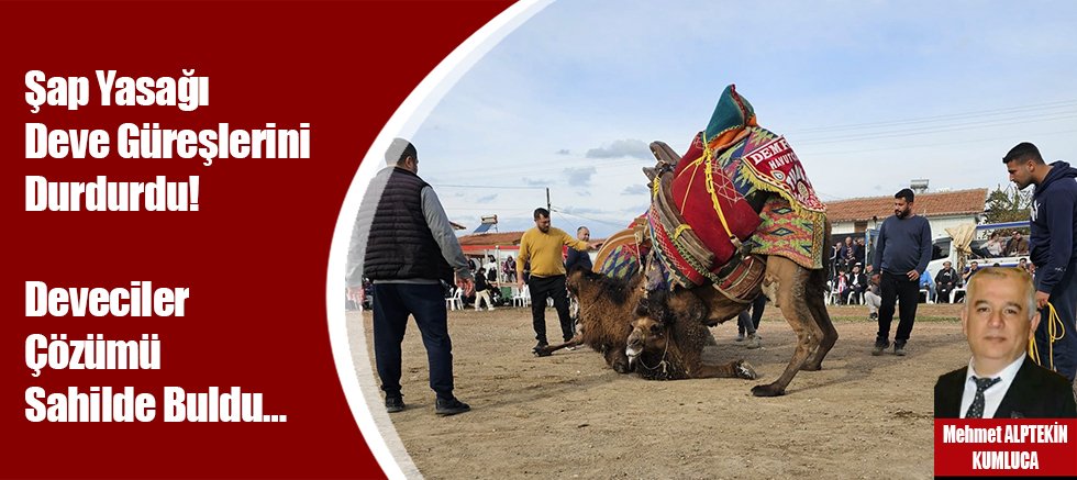 Şap Yasağı Deve Güreşlerini Durdurdu! Deveciler Çözümü Sahilde Buldu…