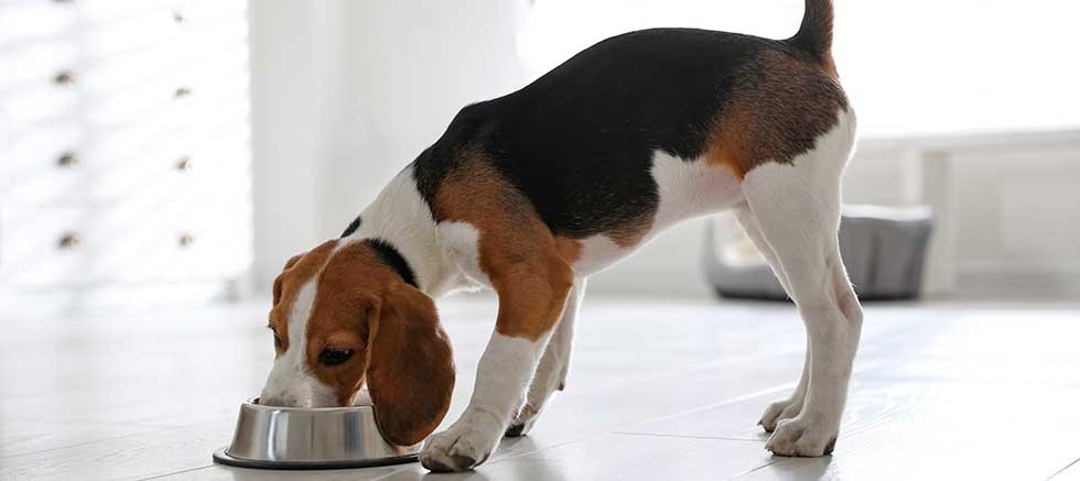 Royal Canin Araştırması: Kedi ve Köpeklerin %40’ı Fazla Kilolu veya Obez