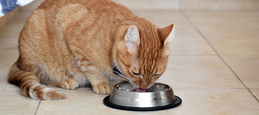 Sıcaklar Geliyor, Önlemini Al!  Kedi ve Köpeğin İçin Yaz Rehberi
