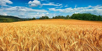 2021 yılı bitkisel ürün fiyatları açıklandı