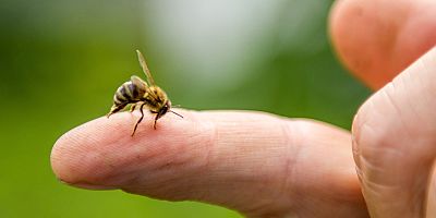 Açık alan tehlikelerine dikkat: Arı ve böcek sokması, kene ısırığı ölümcül olabilir
