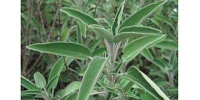 Adaçayı İhracatında 2020 hedefi 550 ton