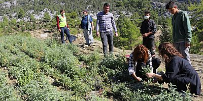 Akseki’de adaçayı hasadı yapılıyor