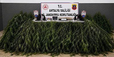 Aksu İlçesinde Yasadışı Kenevir Ekimi Operasyonu