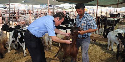 Aksu zabıtası denetimde