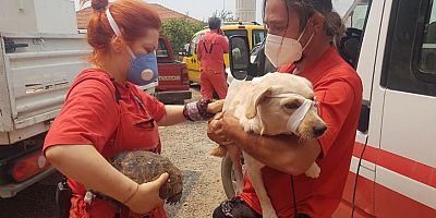 AKUT, alevlere karşı mücadelede 225 insanın ve yüzlerce hayvanın kurtarılmasına destek oldu