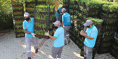 Alanya Belediyesi 21 mezarlıkta 58 bin çiçek dağıtacak